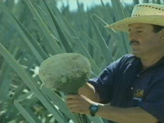 VIDEOS SWF GIF PREVENCION  CAMPO (3)